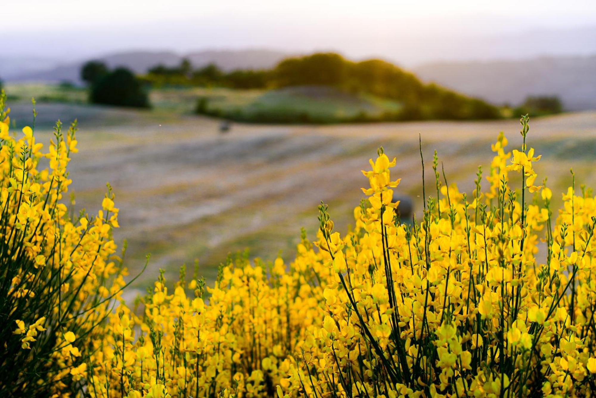 Agriturismo Le Casaline Seggiano Bagian luar foto